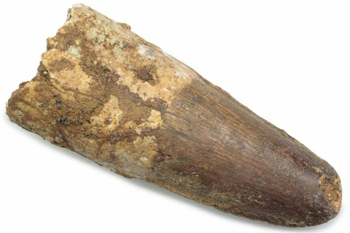 Fossil Spinosaurus Tooth - Feeding Worn Tip #381088